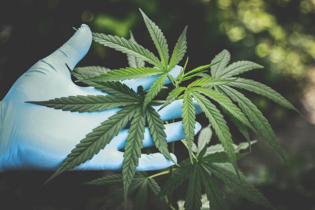 Cannabis Plant under focus with gloved hand to help focus