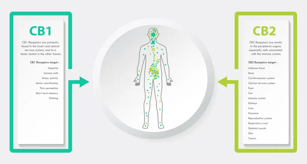 Detailed description for the Endocannabinoid System from Little Green Pharma.